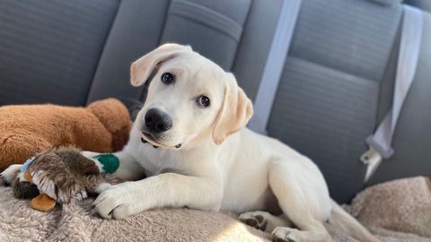 Незакреплённый питомец в машине подвергает опасности и себя, и других