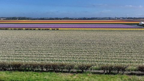 Windmills, Canals and Tulip Fields Blend into a Unique Landscape in the Netherlands