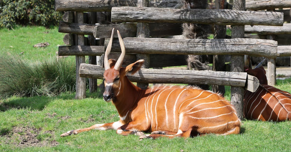 Rare Mountain Bongos Return to Kenya in Wildlife Conservation Milestone