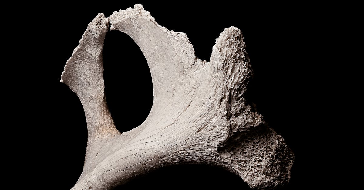 Young Girl Uncovers Possible 500,000-Year-Old Mammoth Bone