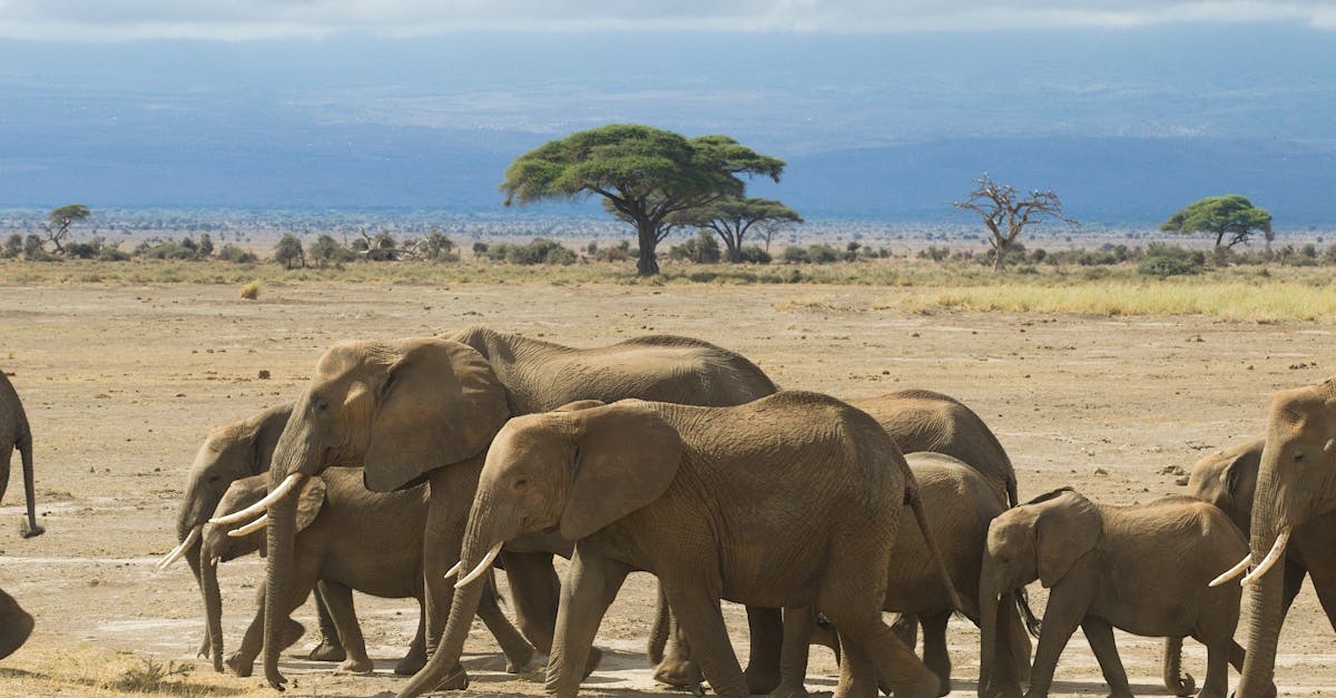 Aafrika elevandide geneetilised sidemed kahanevad