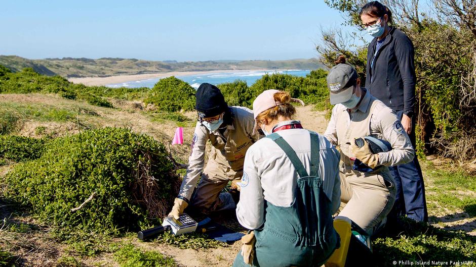 Austraalias Beachportis tuvastati esimene H5N1 linnugripijuhtum mereimetajal