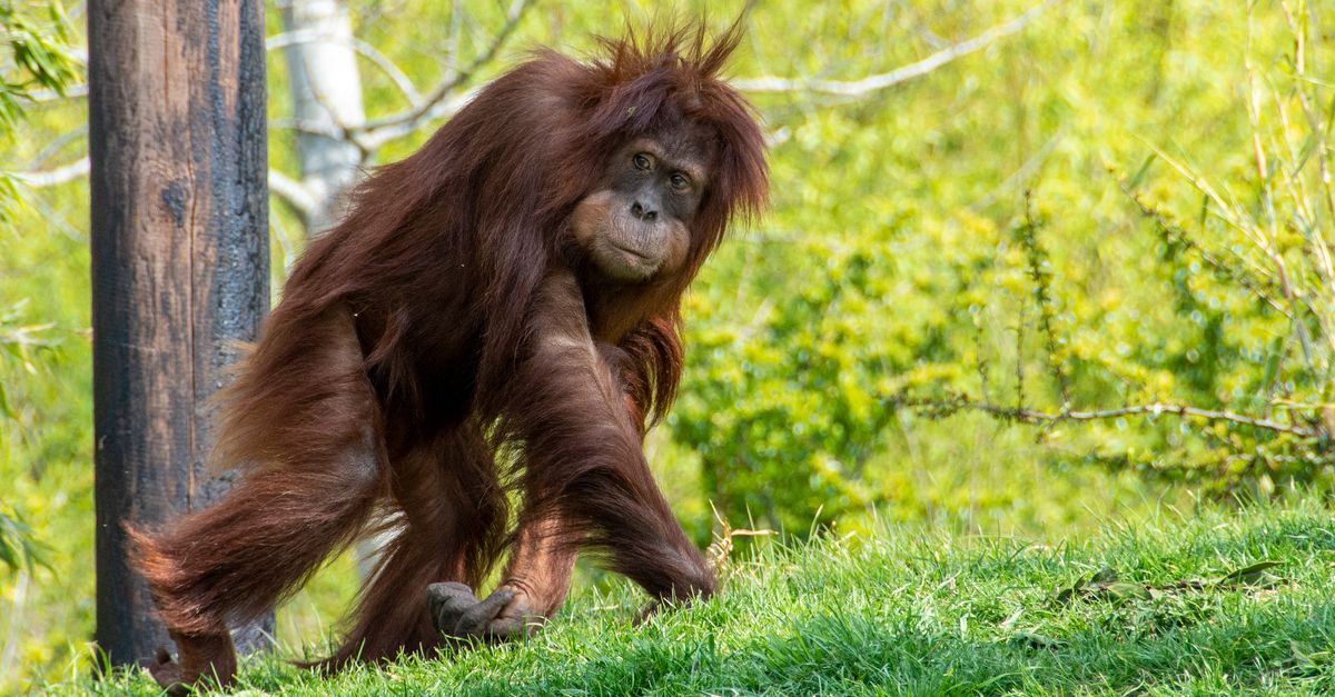 Orangutan Crosses New Bridge, Reunites Separated Community