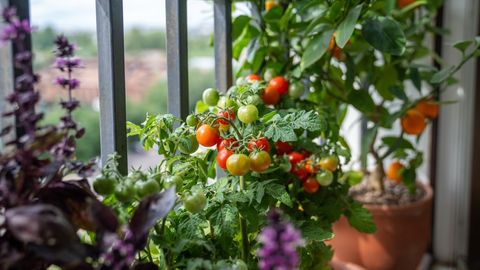 Six Common Mistakes Why Balcony Tomatoes Won't Produce