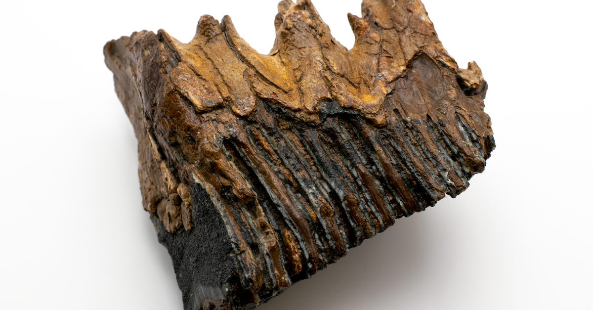 Neandertallaste juureravi paljastab teadlased 59 000 aasta vanusest hambast