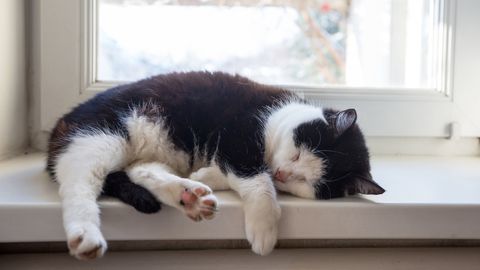 Cats, Dogs and Nature Adventures: Pet World News