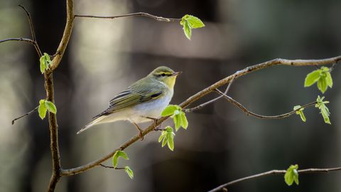 Lehelinnud saabuvad kevadel tavapärase ajastusega