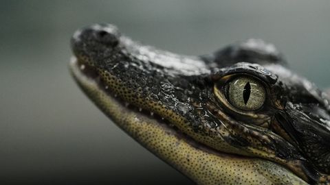 Krokodill külastas Zimbabwes restorani ja šokeeris kliente