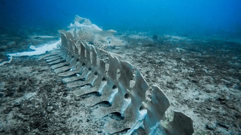 World's oldest giant whale graveyard discovered in the Indian Ocean, 5 million years old