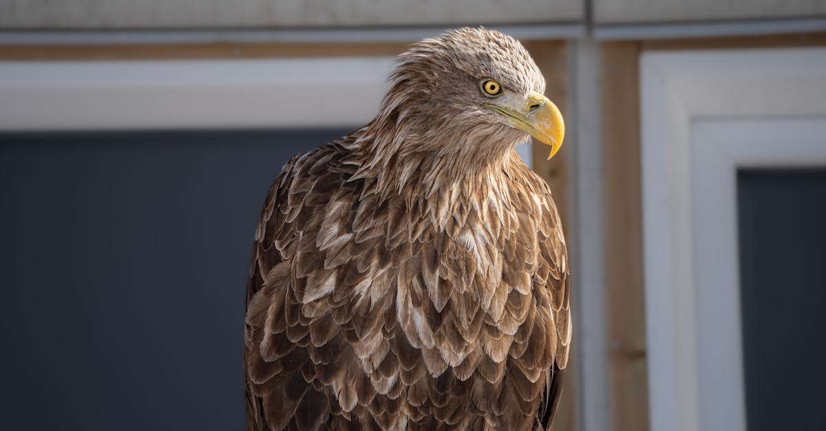 White-tailed eagles return to Exmoor amid UK farmer concerns