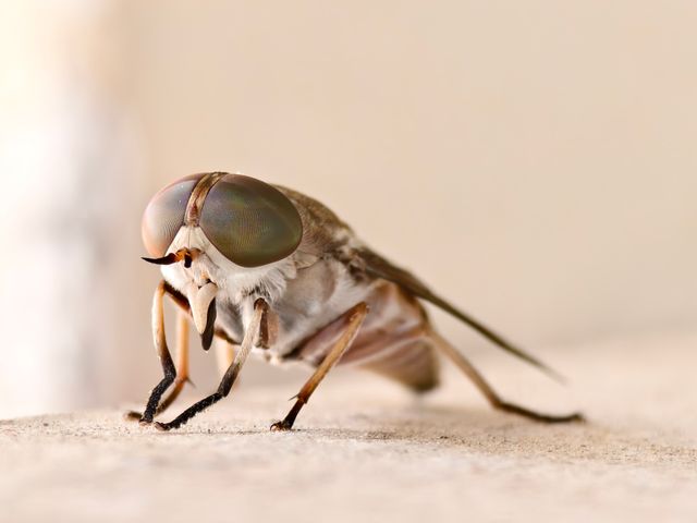 Soome mees nakatus borrelioosi parmuhammustuse teel Espoos
