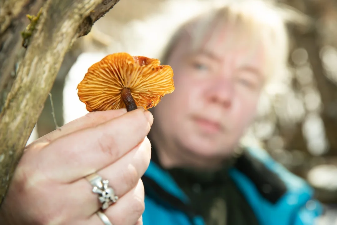 Paganamaa seenetark Marje Mürk: tänavune hooaeg on liigirikkuselt pigem kesine