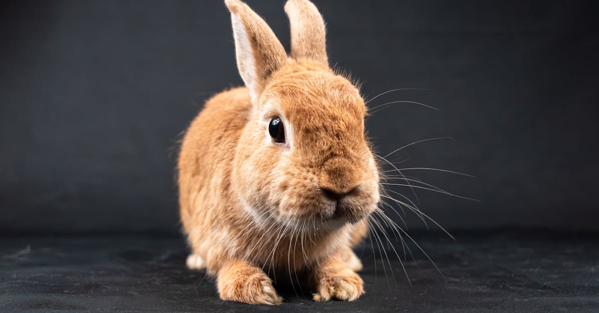 Herbie the Lionhead Rabbit Breaks World Age Record