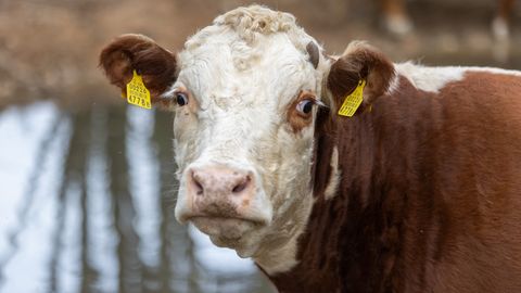Expert: RSV virus that killed 18 cattle at Pärnu County farm is not new to Estonia