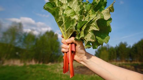 Rabarberi korjamisel tuleb hoida ettevaatlikkust