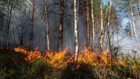Eestis karmistetakse karistusi keskkonnarikostes