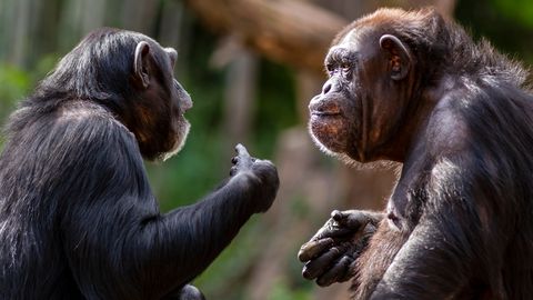 Uganda šimpansid kannatasid aastatest verist territoriaalset võitlust