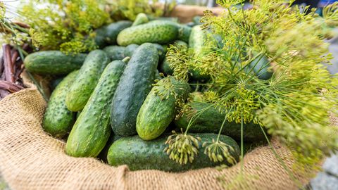 На зиму в морозы: как сохранить летний вкус огурцов в морозилке