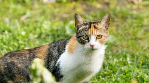 How to Safely Take Your Cat for a Walk Outdoors