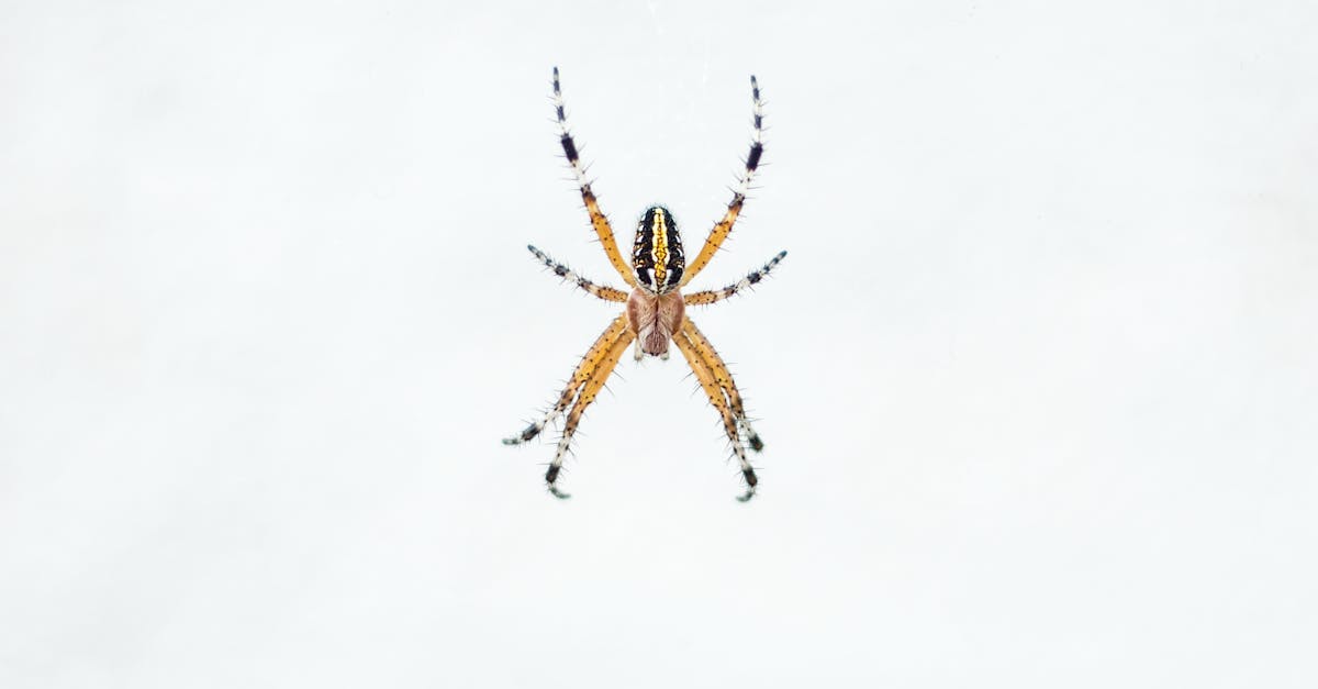 Spider Bite Cases Surge in England, Experts Point to Noble False Widows
