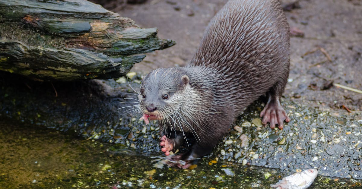 Wild Otter Causes Chaos at Scottish Garden Centre