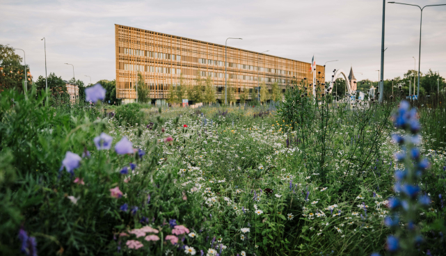 Tartu korraldab linnalooduse infopäeva elurikkuse edendamiseks