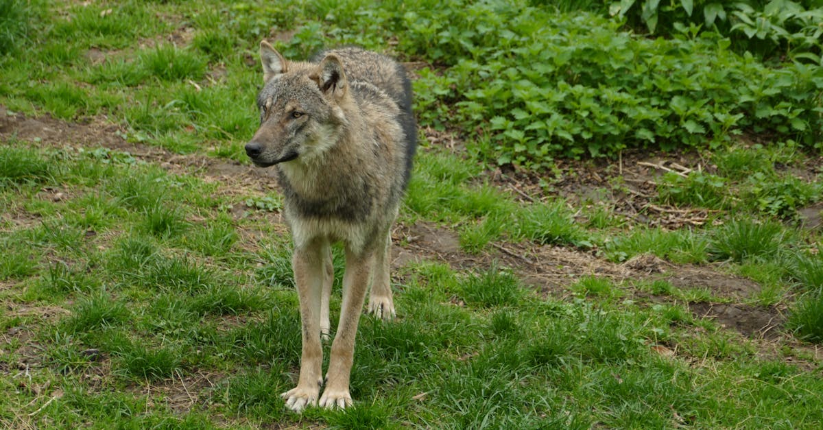Mass Wolf Deaths Spark Poisoning Investigation in Italian Park