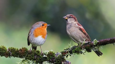 Unusta linnutoidu ostmine, see tasuta nipp meelitab linnud aeda parvedena