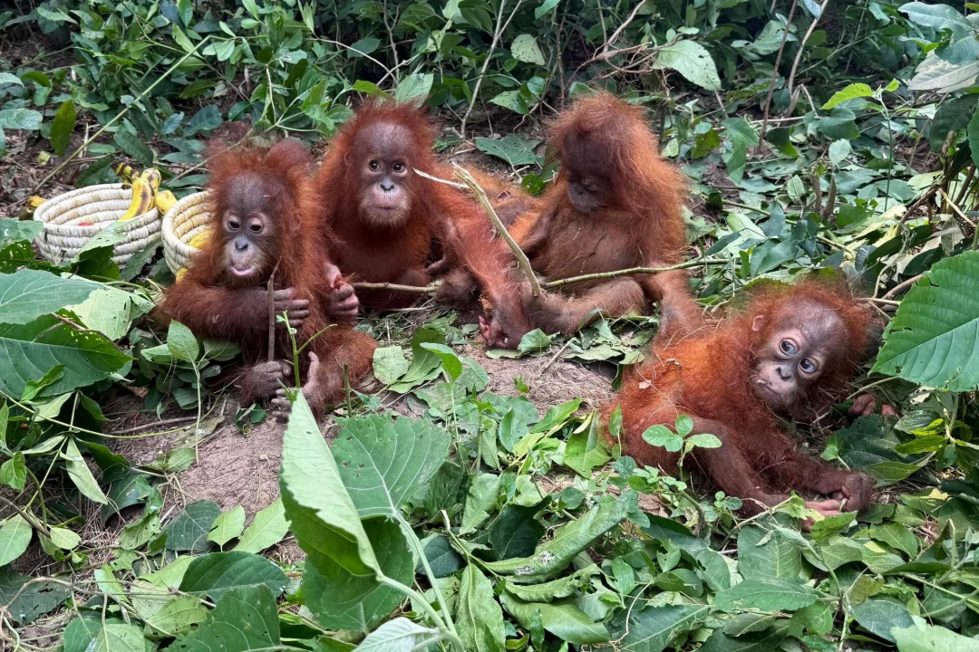 India Odisha osariigi metsast leiti viis salakaubana kahtlustatavat orangutanipoega