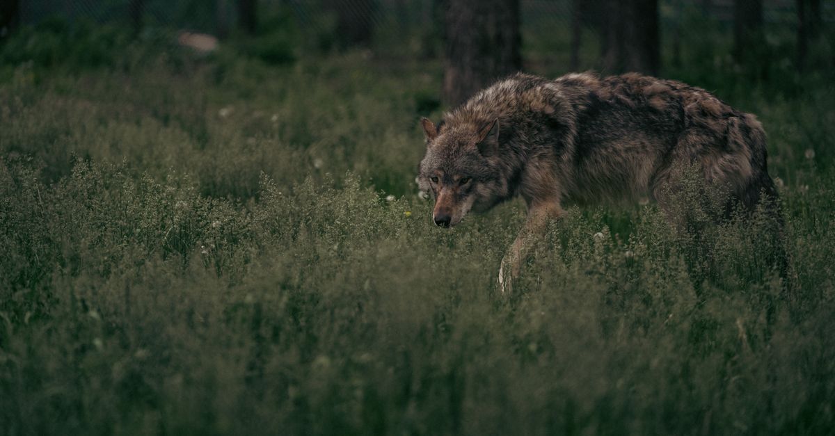 South Korea's Week-Long Wolf Hunt Captures Public Attention