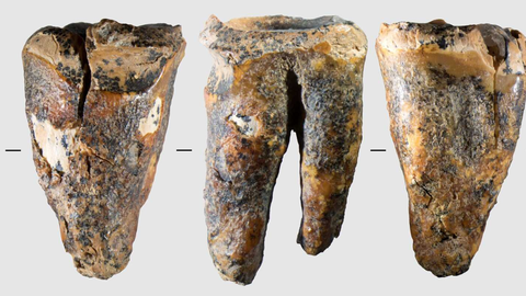 Neandertallased harrastasid hambaravist 59 000 aastat tagasi