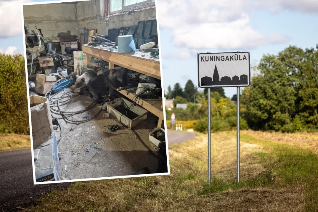Kuningaküla saekaatri lattu tunginud karupojad tekitavad kohalikes hirmu