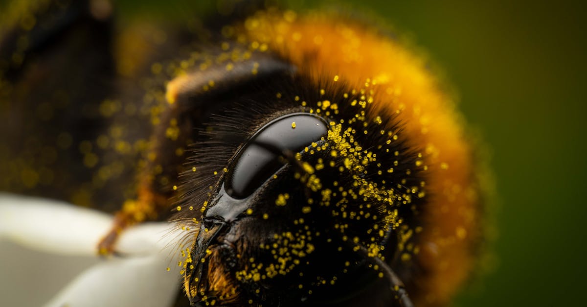 Hay Fever Season Growing Longer: What You Need to Know