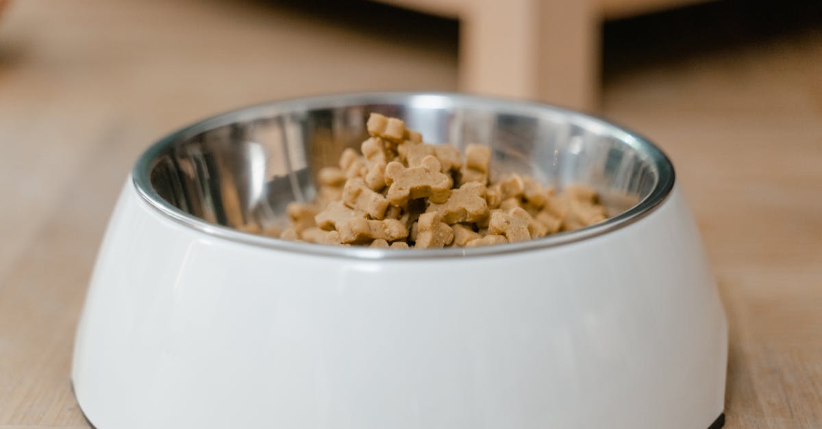 Luxury Dog Food Startup Raises $37M for Premium Pet Market