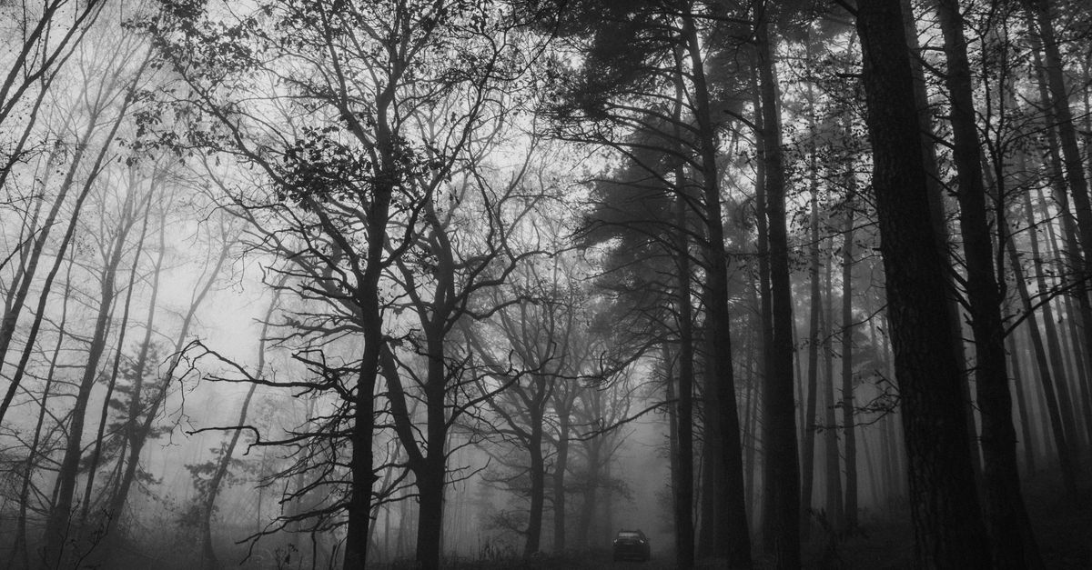 Bigfoot-otsingute psühholoogia: mida näitab teaduslik uuring