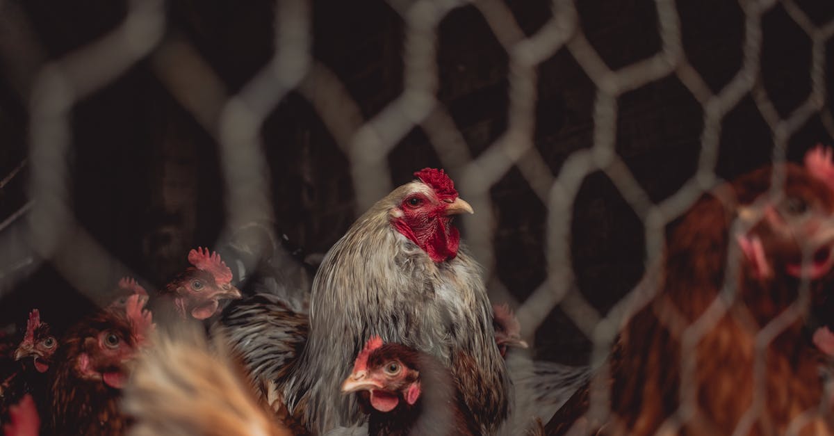 Eesti linnufarmis paljastati halva elutingimuste kaitsmine seadusega