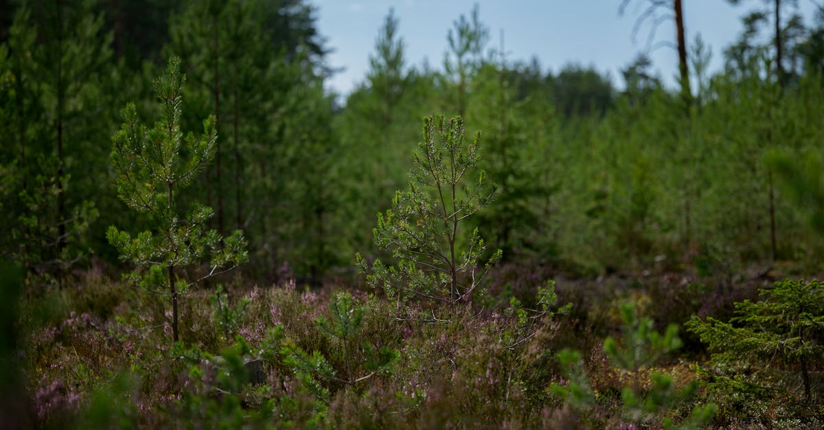 Võrumaal alustavad metsamajandajad kevadiste istutustöödega