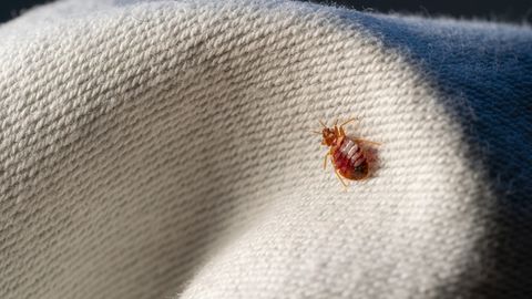 Paris loses its throne: Europe's bedbug capital is now another cultural city