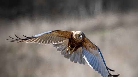Roo-loorkull, looduse ohtlik lennundaja