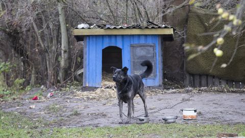 Valitsus keelustas ketis pidamise ja zoofiilia