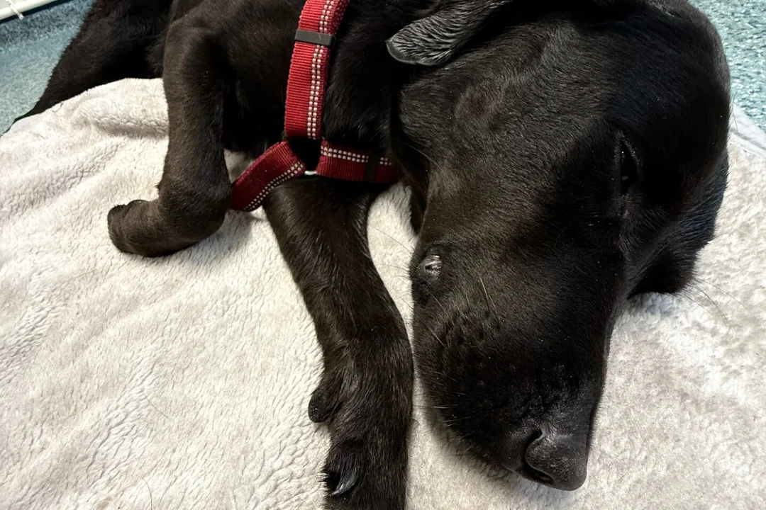 Labrador tuli Ben Nevise tipust kanderaamil alla tuua pärast kanepimürgistust