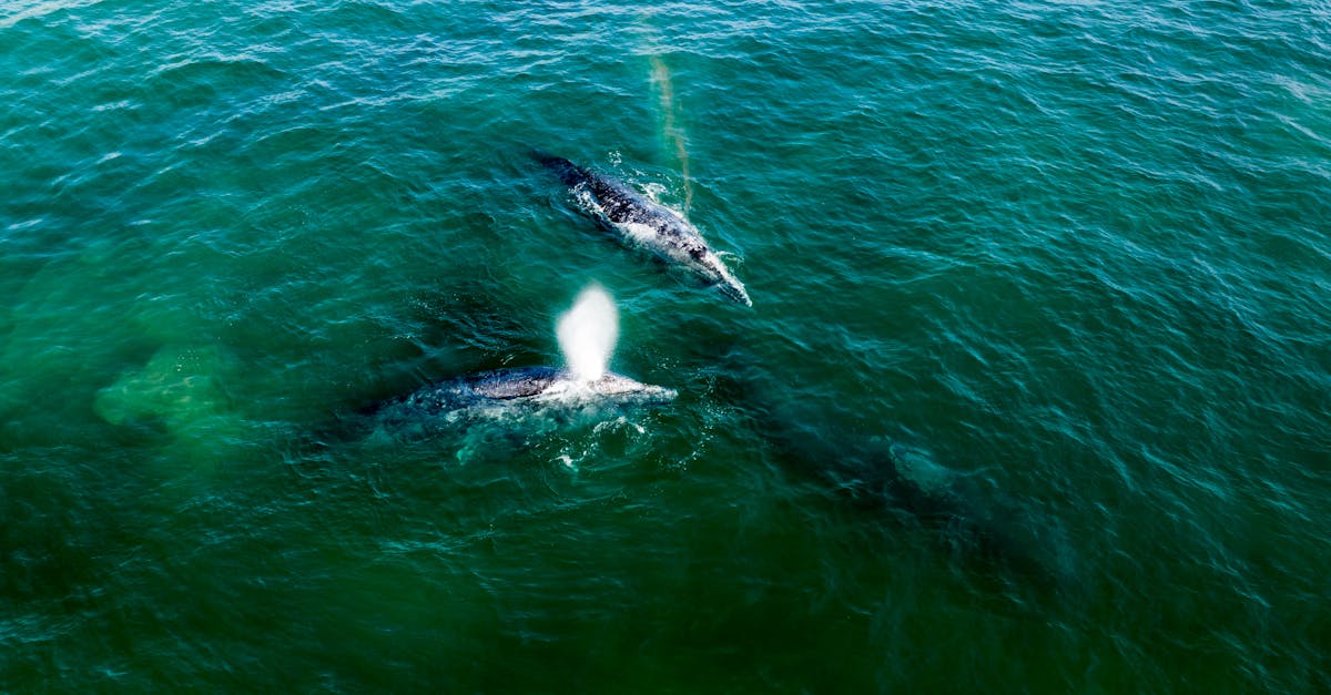 Gray Whales Dying in San Francisco Waters as Scientists Investigate