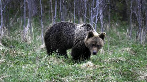 Läänemaal kohtus naine teel karuperekonnal