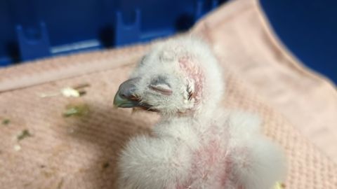 Kiltsi mõisapargis leitud kodukaku muna koorutas imearmas tibu
