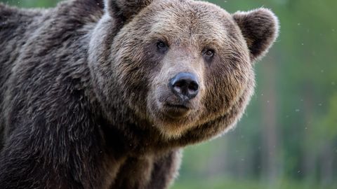 Karu rünnakus Tokio lähistel Okutamas vigastada saanud vene mees