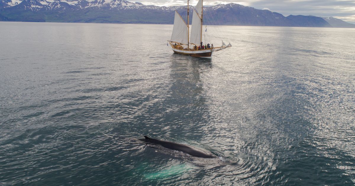 Shipping reroutes around Cape of Good Hope threaten whale populations